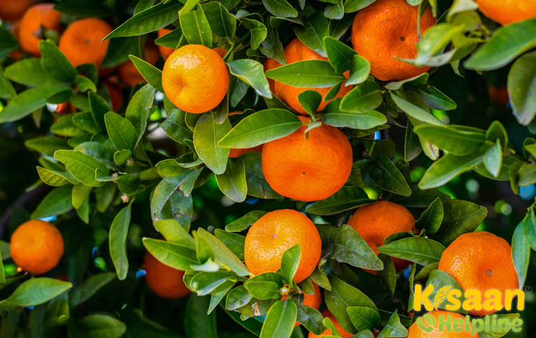 Mandarin Orange/Sweet Orange/Malta (मंदारिन ऑरेंज)