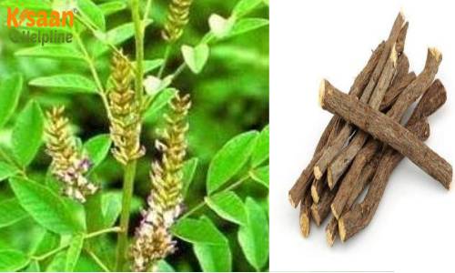 Mulethi (मुलेठी/लिकोरिस)