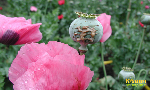 Opium (अफीम)