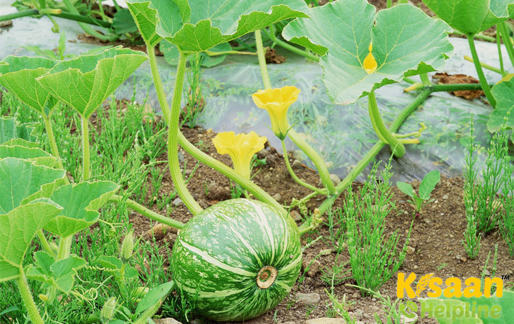 Pumpkin (कद्दू)