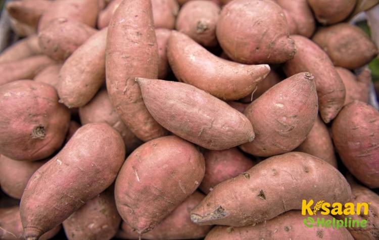 Sweet Potato (शकरकंद)